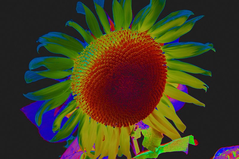 Cool Sunflower