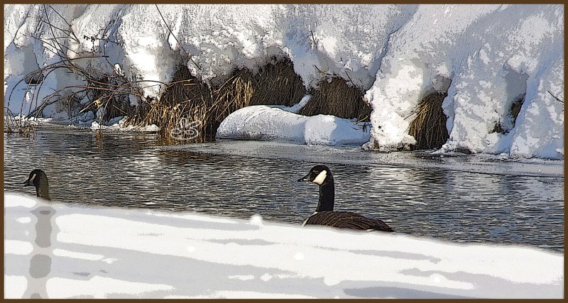 Winter swimming