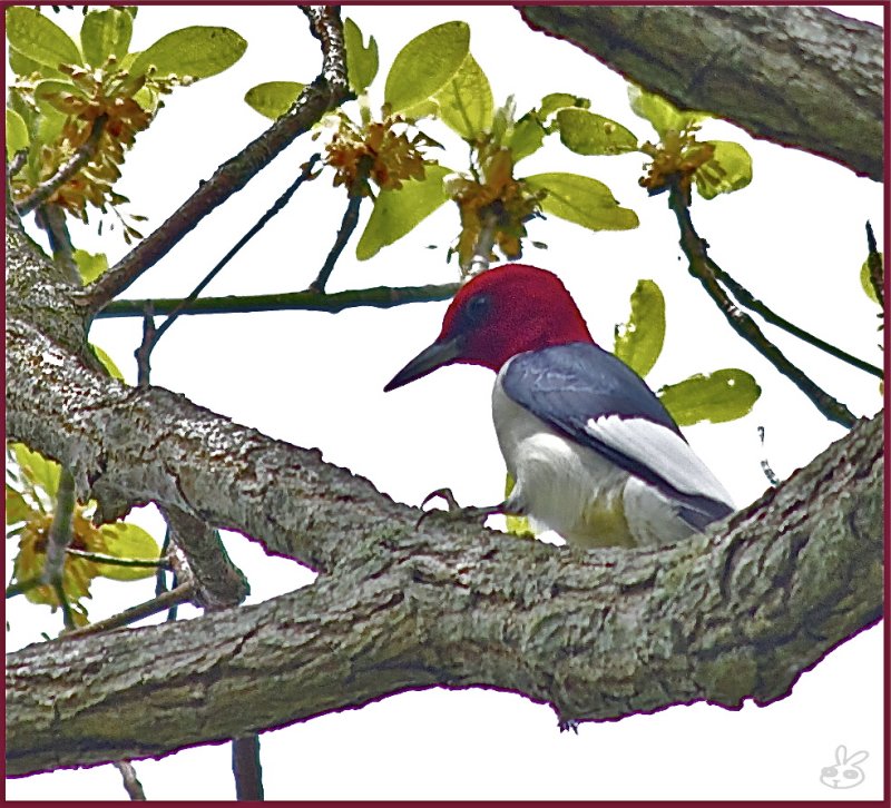 Red Headed Woodpecker