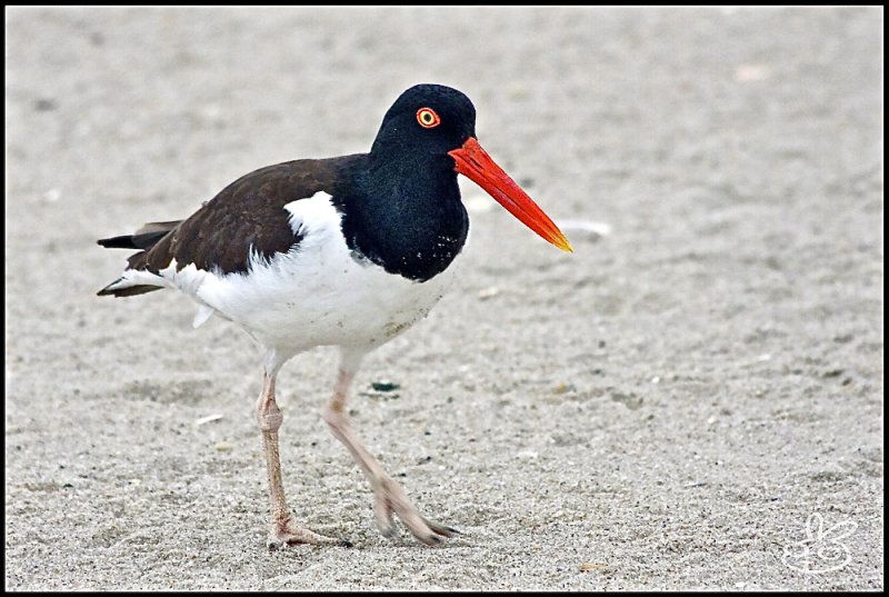 American Oystercatcher