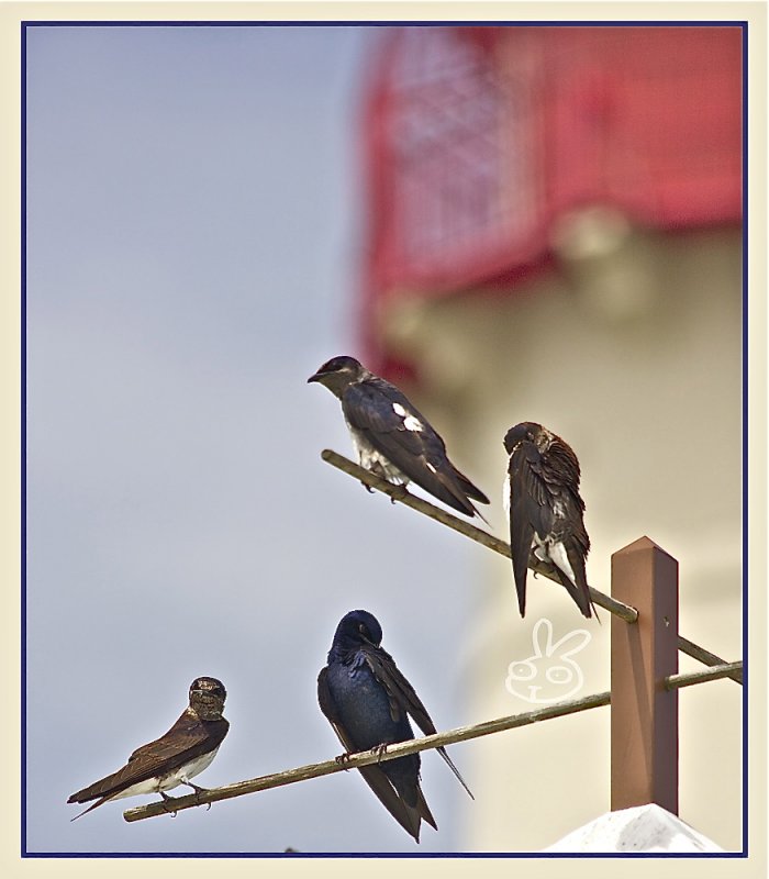 Purple Martins at Cape May Point