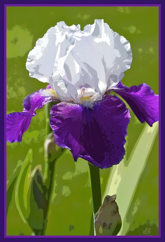 Bearded Iris