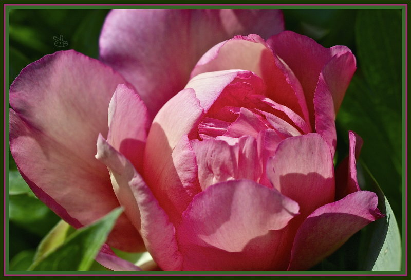 Unfolding Peony