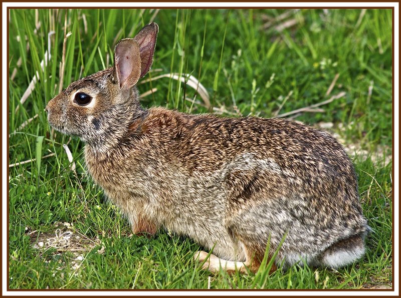 Waskly wabbit