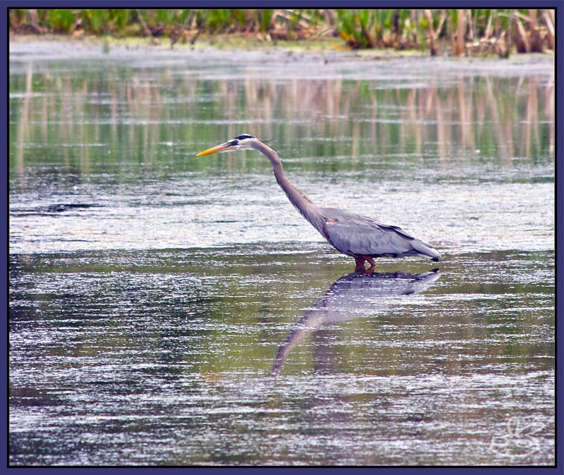 Blue Heron on the hunt