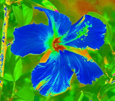 Solarized Hibiscus