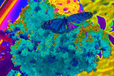Solardized Butterfly