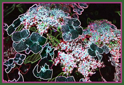 Glowing hydrangeas