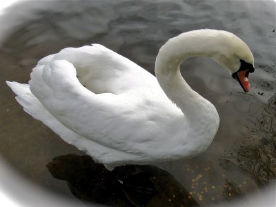 Pretty swan - Het Zwin