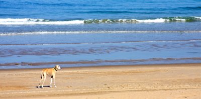 Beach dog in Birritz