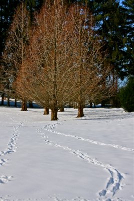 Snow Tracks at Rabbits Run