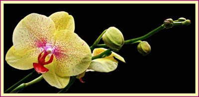 Merged Orchid