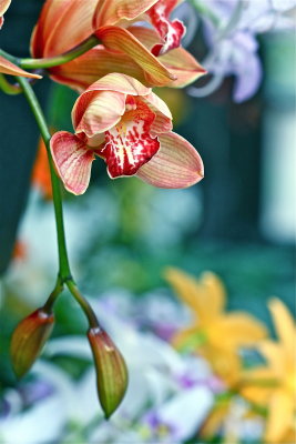 Peach orchid