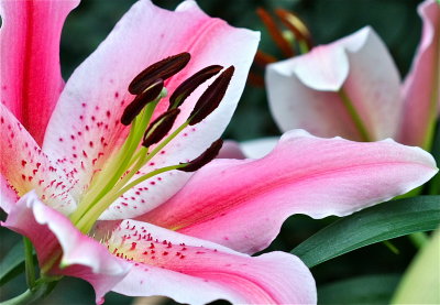 Fragrant lily