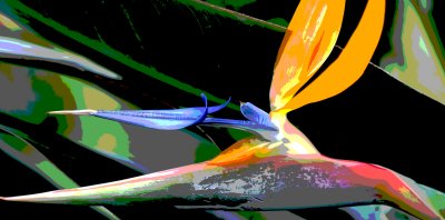 Bird of Paradise