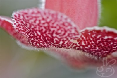 Pretty flower
