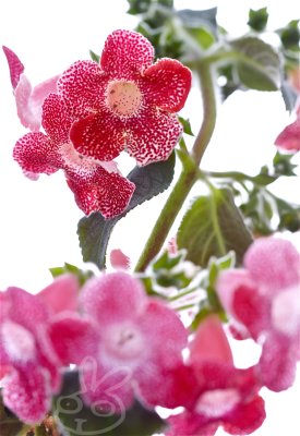 Lots of flowers
