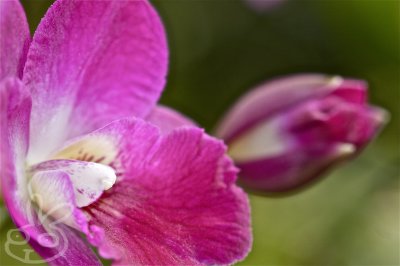 Mama & Baby Orchids