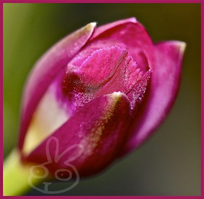 Orchid bud