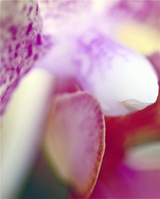 Muted beauty