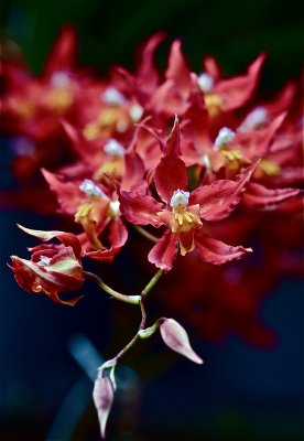 Spray of Red