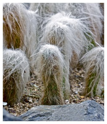 Old Man Cactus