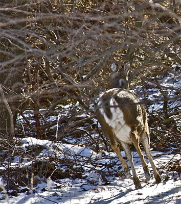 original deer shot