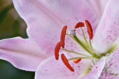 Lovely lily