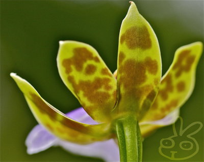 Reverse Orchid