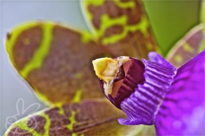 Front side of orchid.jpg