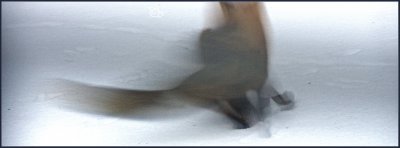 Hunting for food
