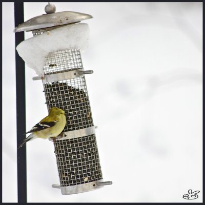 A hungry male goldfinch