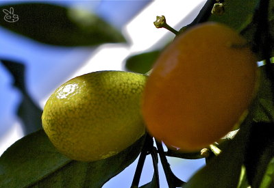 Immature and mature kumquats.jpg