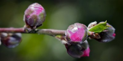 Nectarine blossoms