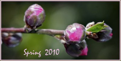 Spring 2010