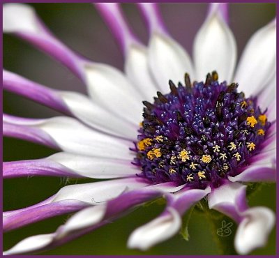 Osteospermum