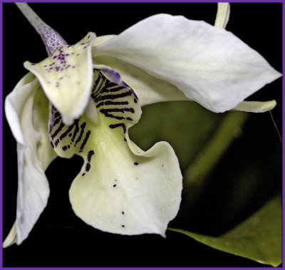 White orchid