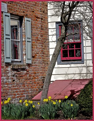 Sunny daffodils