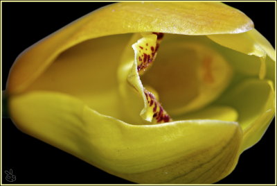 Birth of an orchid