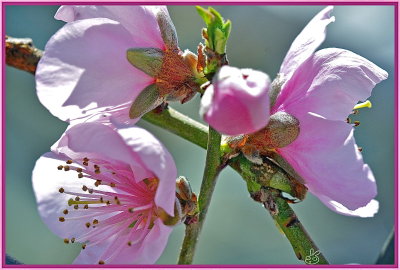 Apple blossoms