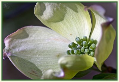 Dogwood blossom