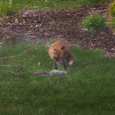 Fox-catches-squirrel.gif