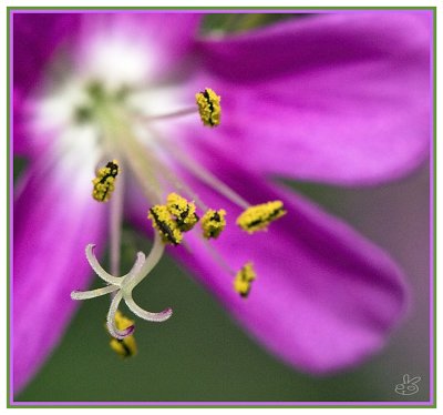 Cranesbill