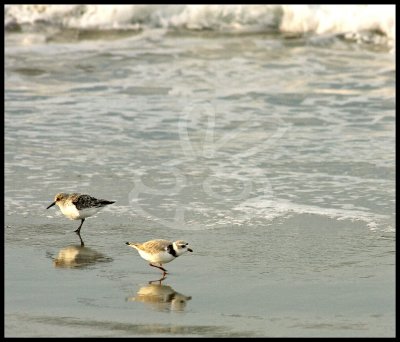 Sanderling and Piping Plover