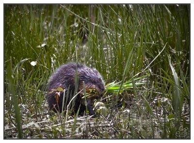 Muskrat Love