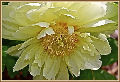 Cheerful Yellow Peony