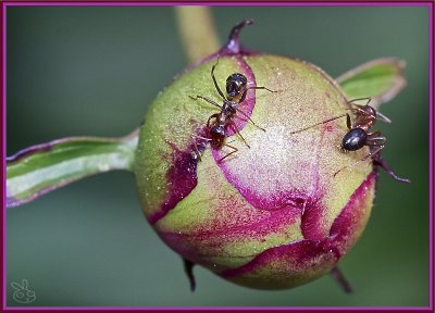 PEONIES