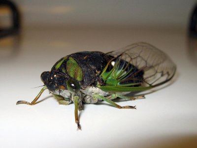 Cicada_2876.jpg