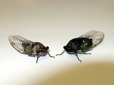 Cicada_1068.jpg