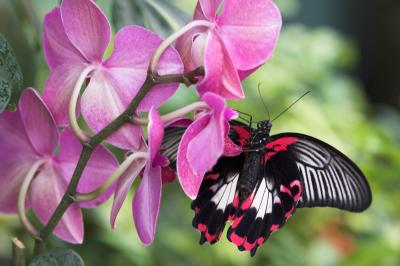 Butterfly-Papillon